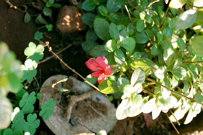 there is a small red flower that is by some plants