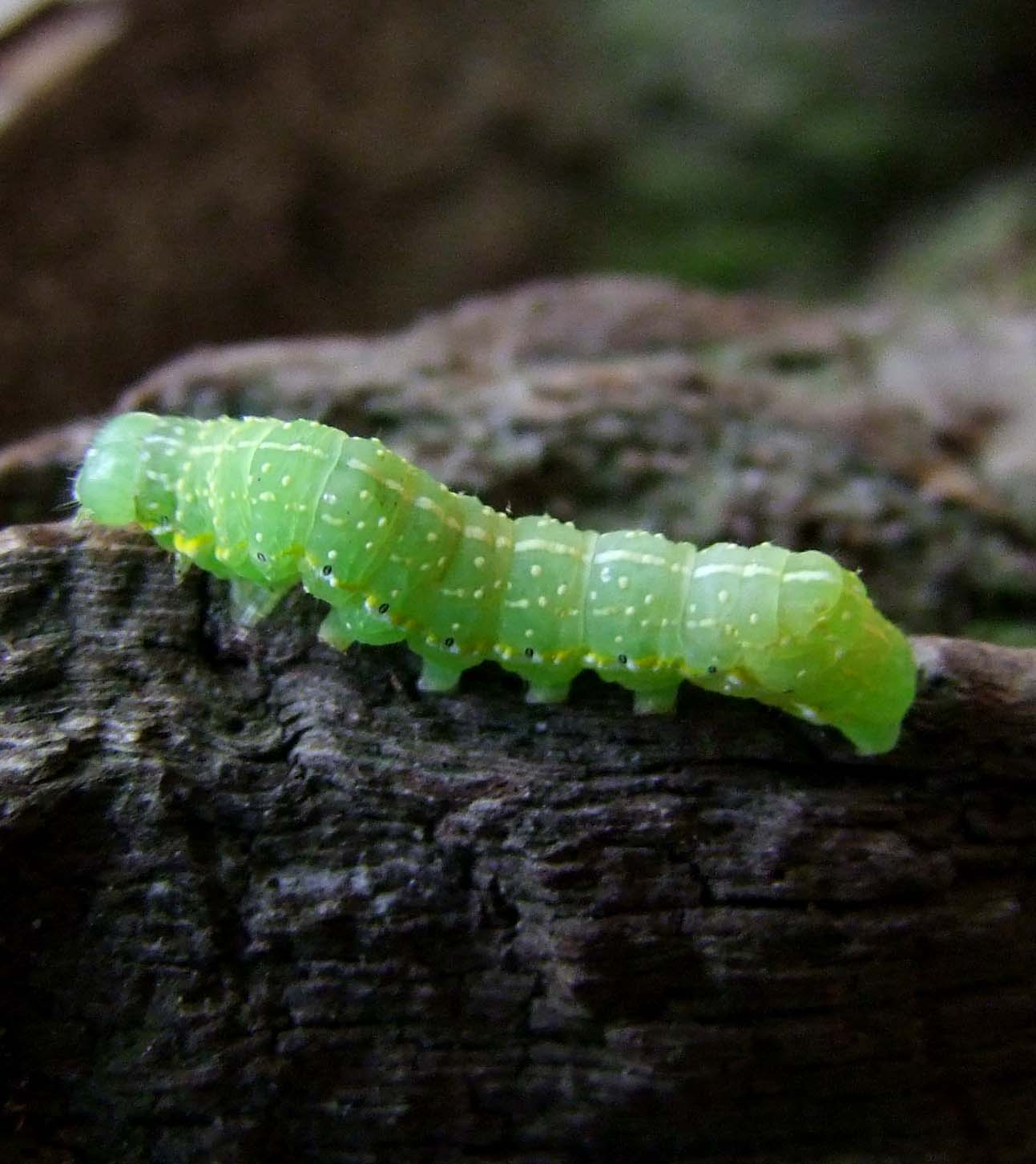 a green caterpillar on top of a tree trunk