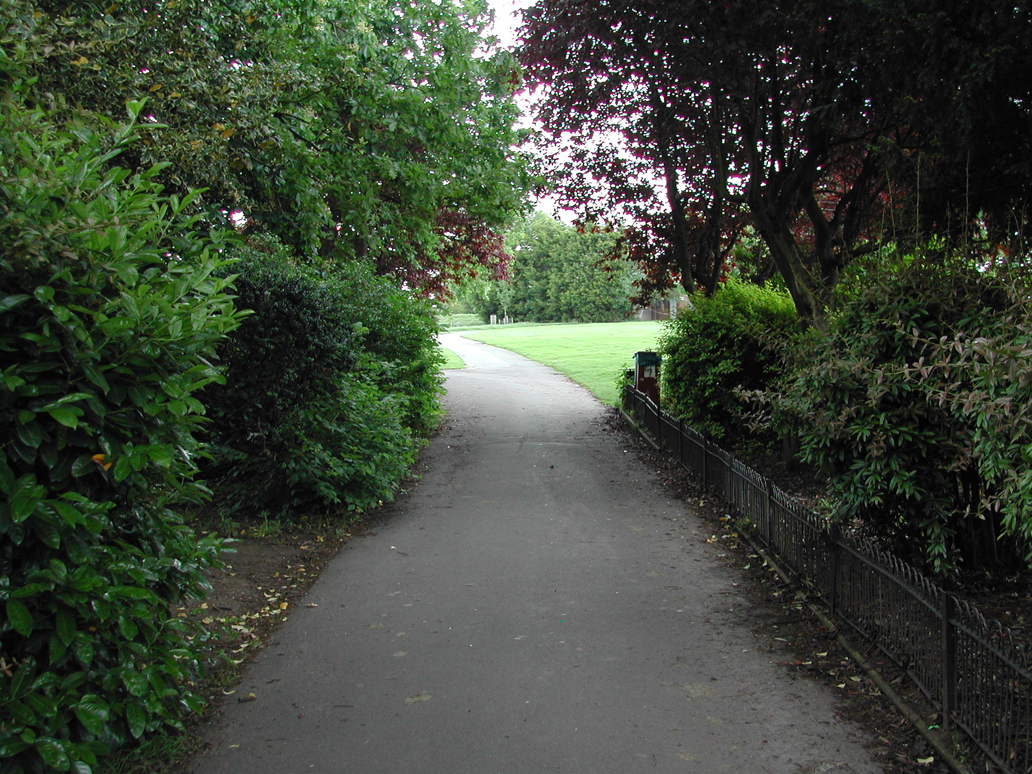 trees surround the path to a grassy field