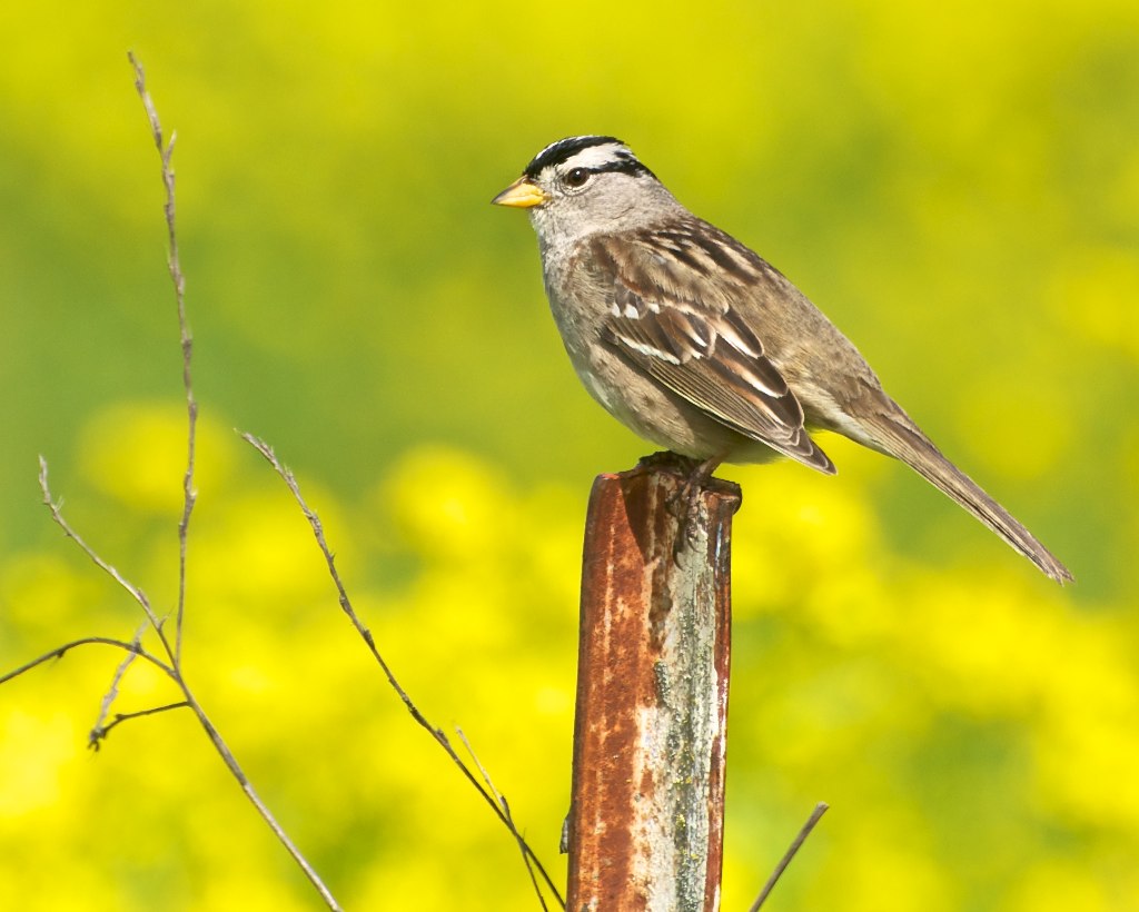 a bird is sitting on the wooden post