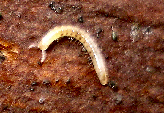 a close up picture of a worm eating soing on the ground
