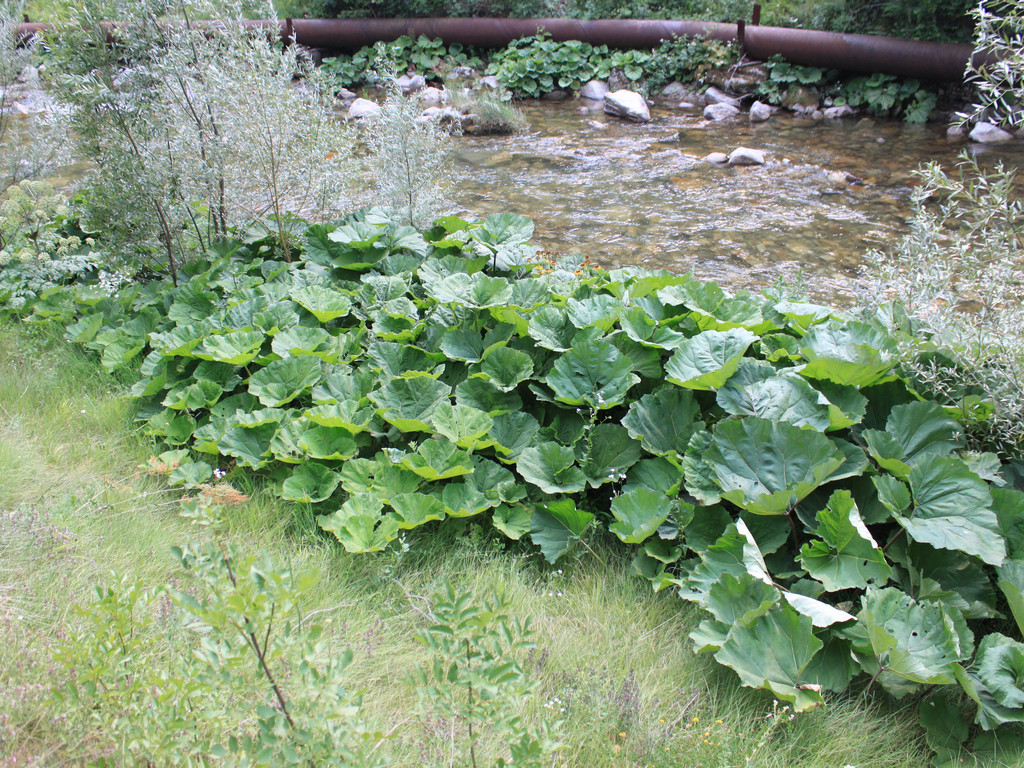 a row of water plants along side a stream