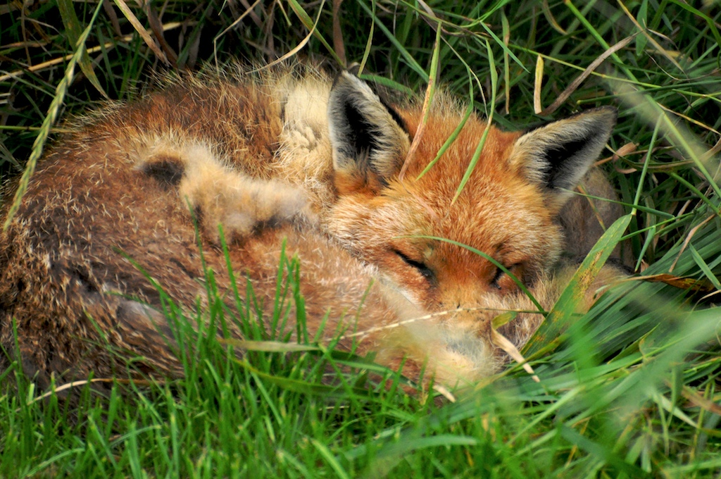 a small red fox sleeping in the grass