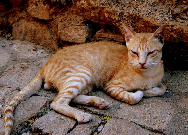 a orange cat that is laying down by some rocks