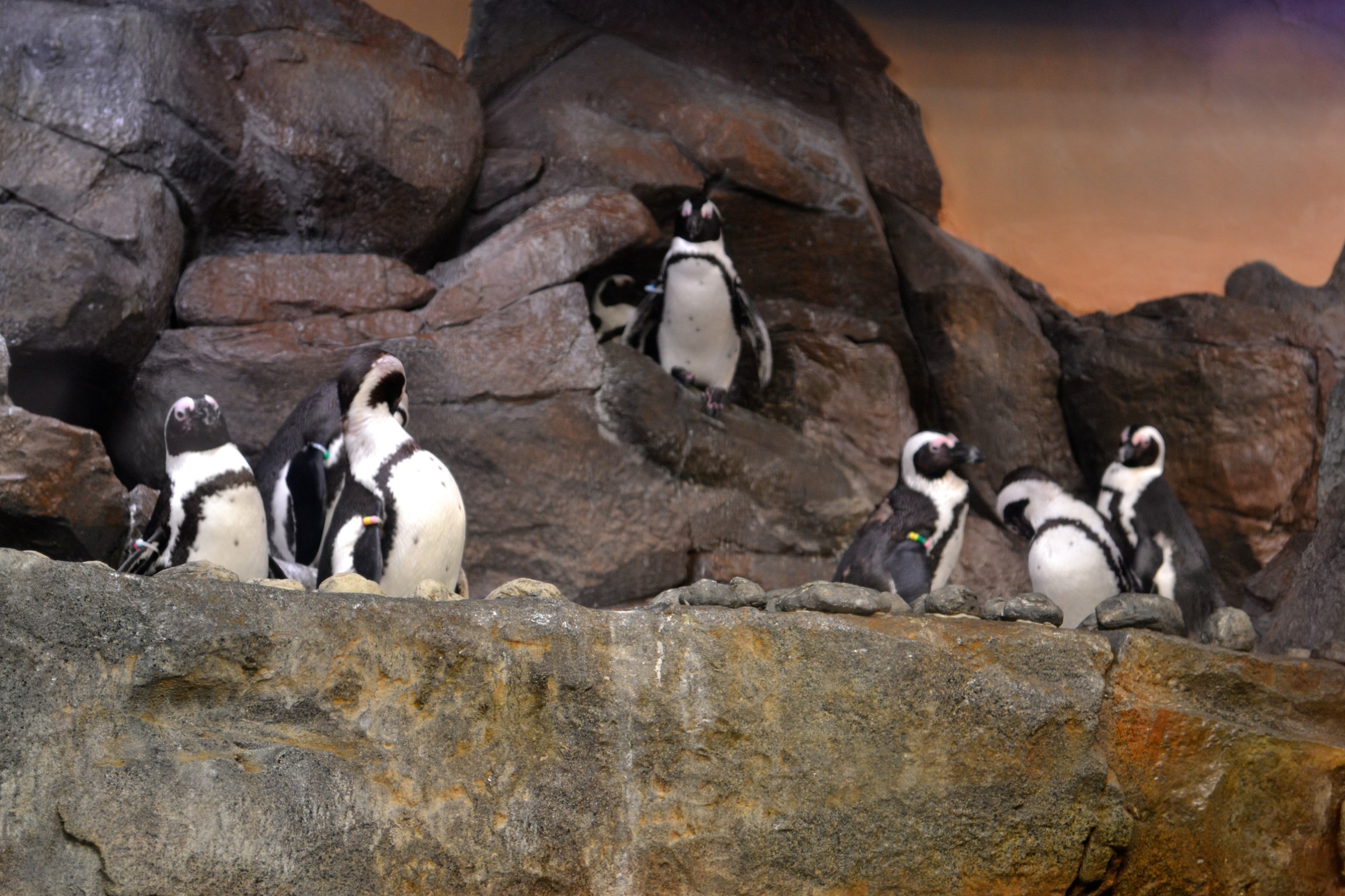 penguins standing on the rocks while one watches them