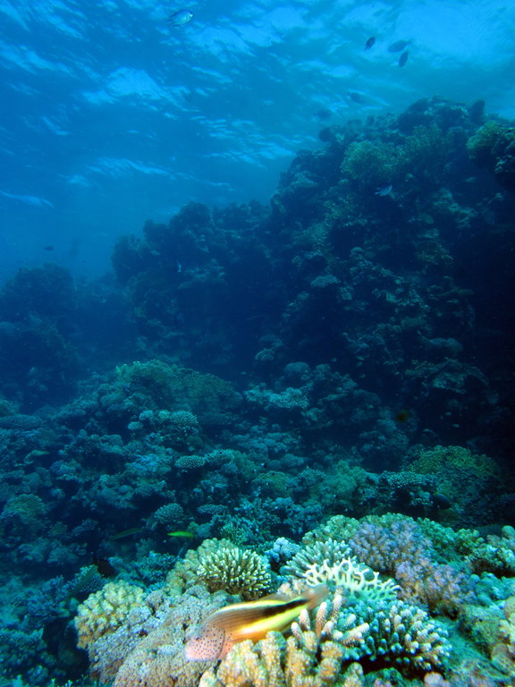 a fish swimming above a coral reef on the ocean floor