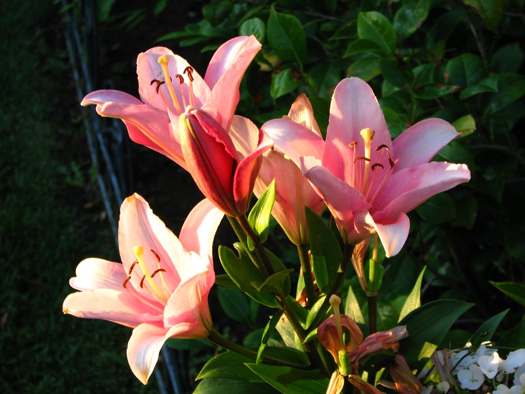 a close - up of pink lilies and other flowers