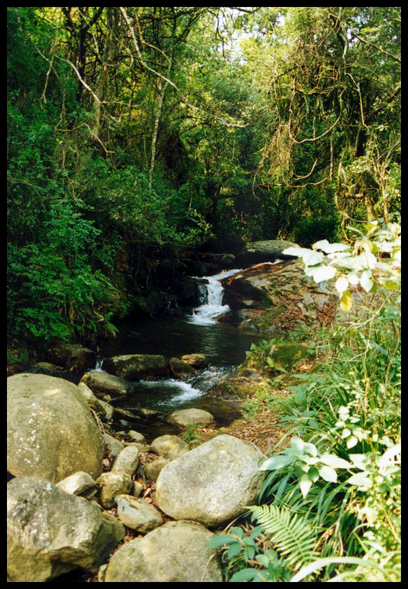 the river is running through the woods with large rocks