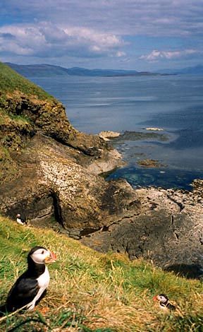 puffins sit on the cliff overlooking the water
