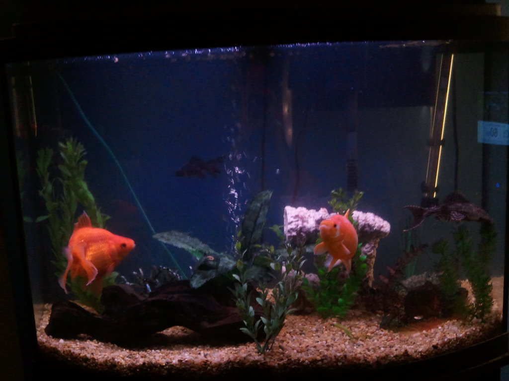 fish in an aquarium tank, some with algae