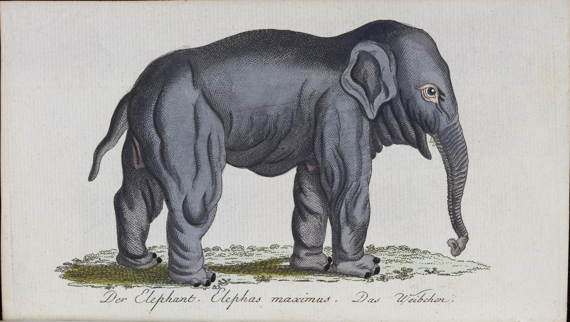 an elephant standing in grass, from a 19th century book