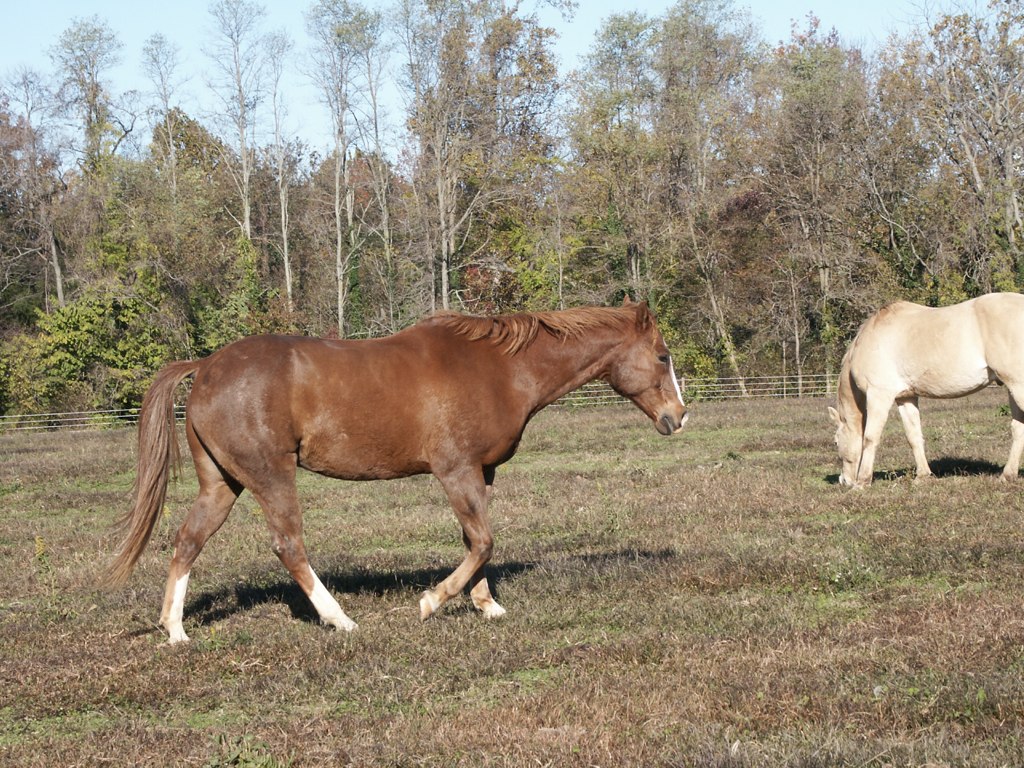 two horses grazing in an open pasture with trees in the background