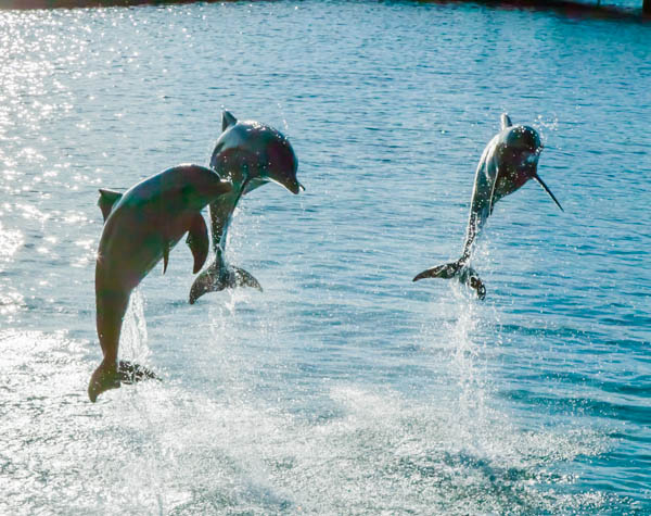 two dolphins jumping out of water near each other