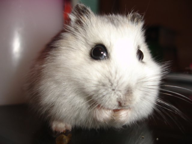 a white hamster is sitting on a black table