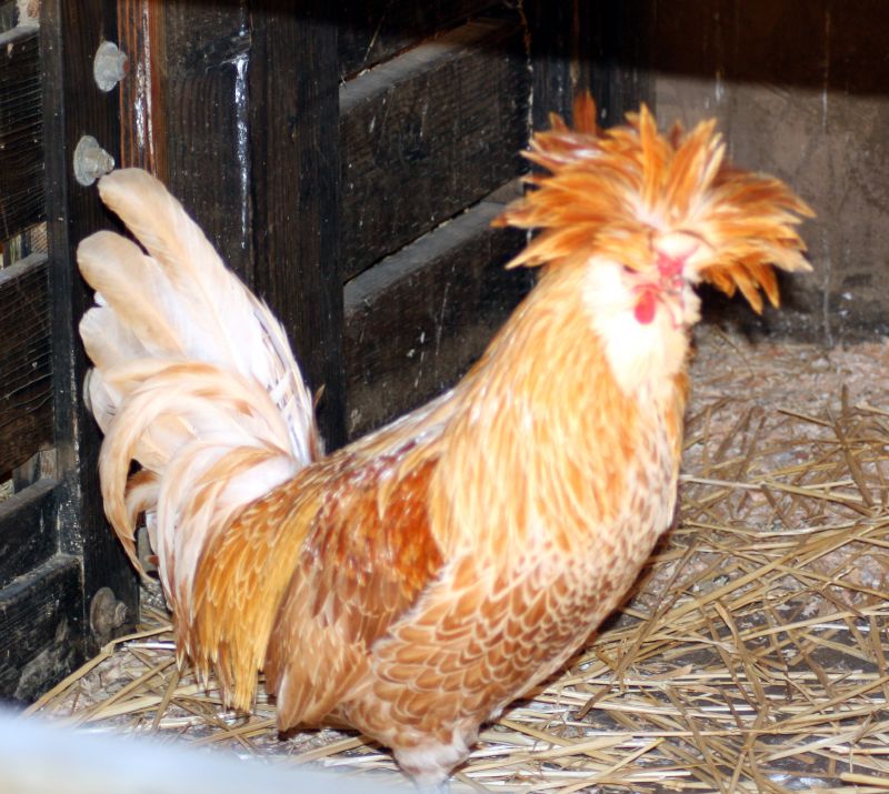 a rooster standing next to a building with hay and a door