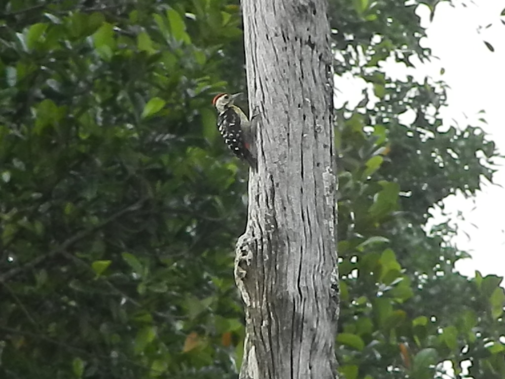 an animal is climbing up a tree, and has caught an injured piece of wood