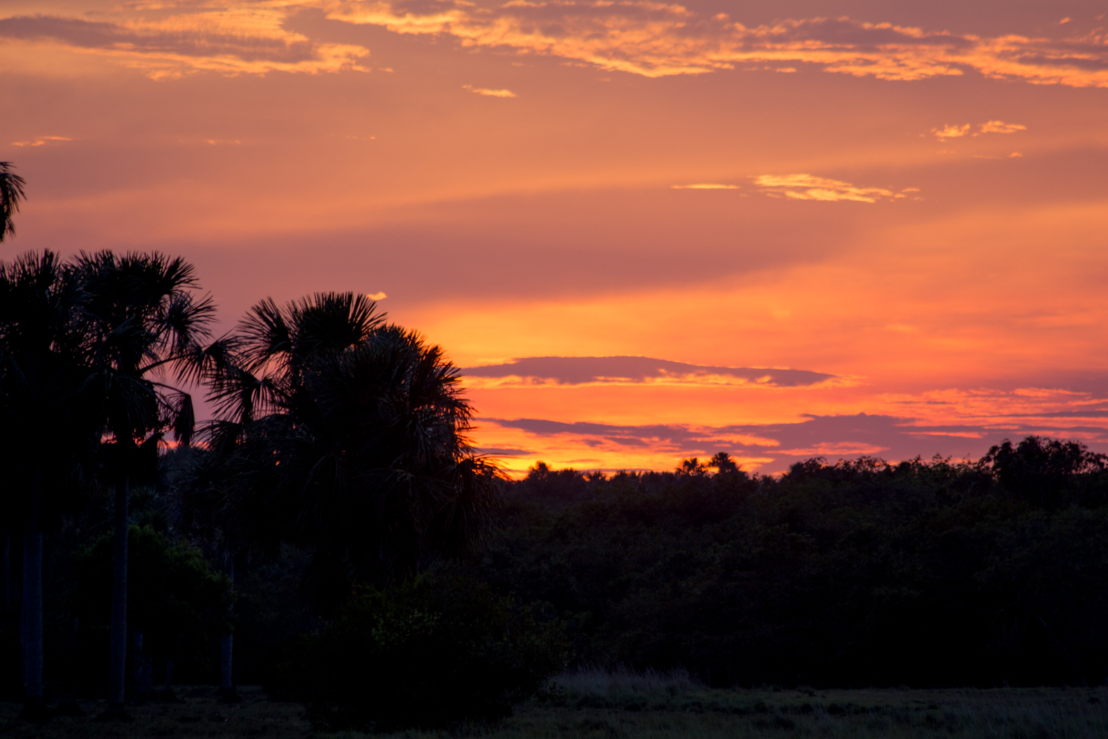 a very colorful sunset sky behind some tall trees