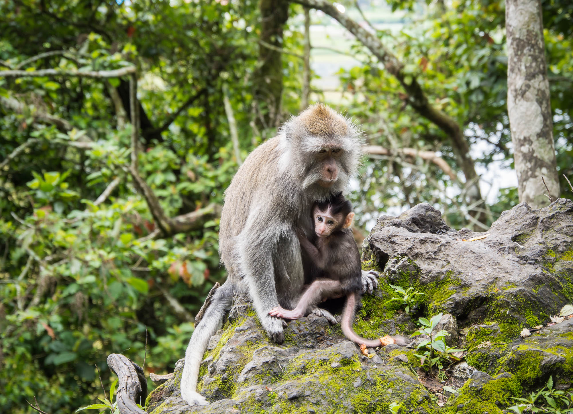 an adult and baby monkey are sitting on a rock in the forest