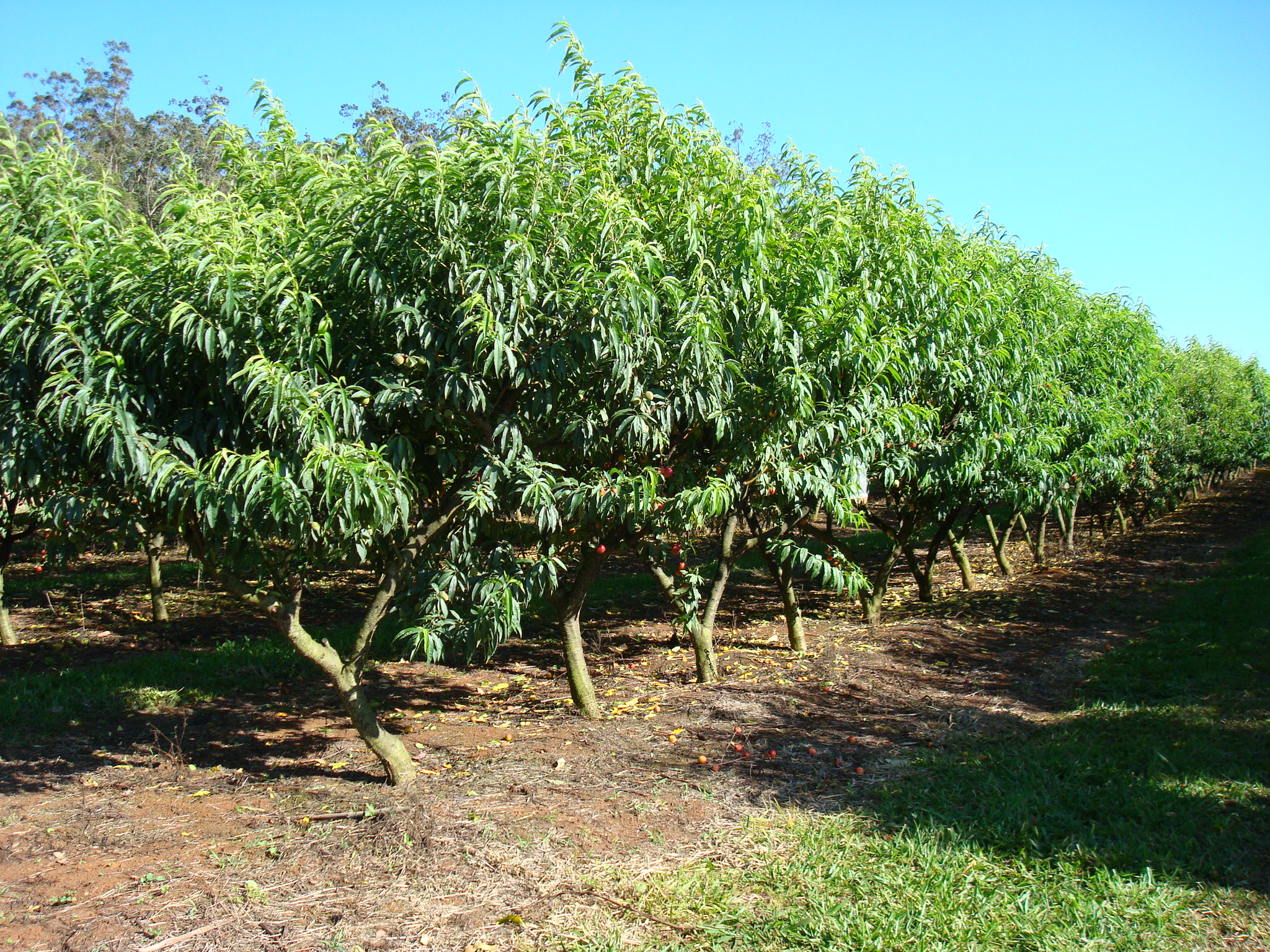 rows of trees with green leaves on a sunny day