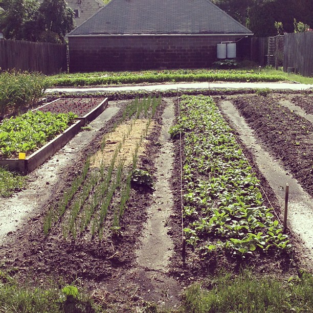 rows of veggies planted in the ground