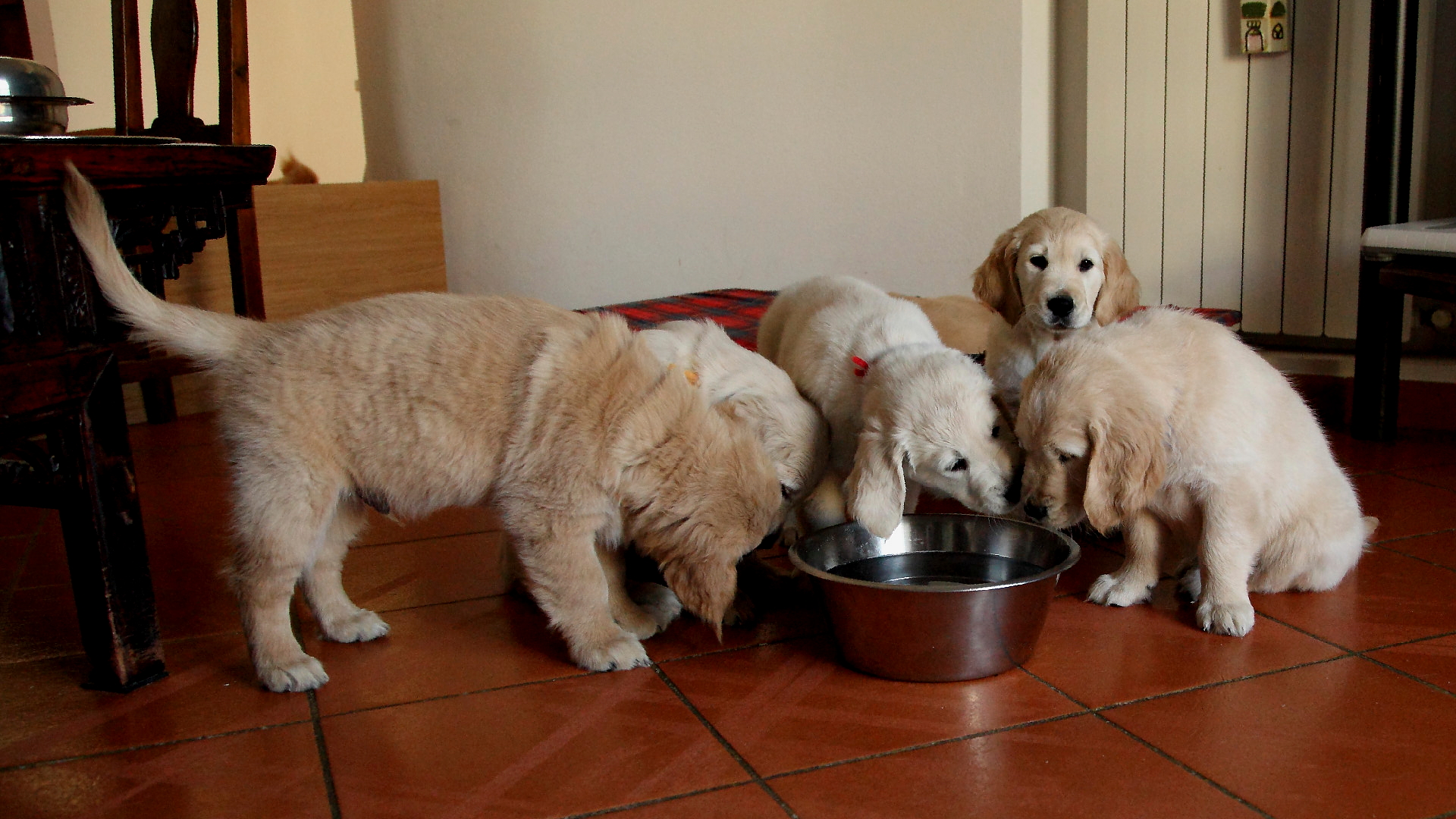 the three dogs are drinking water out of the same bowl