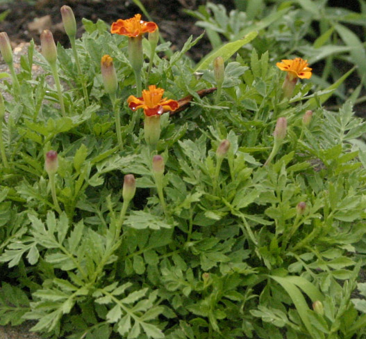 close up po of a patch of flower plants