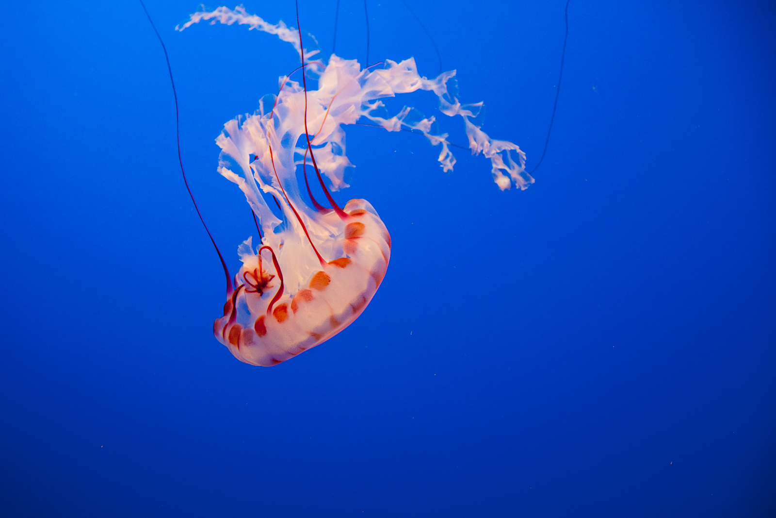 an orange and white jellyfish in a deep blue water