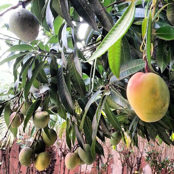 a mango tree is shown with green leaves