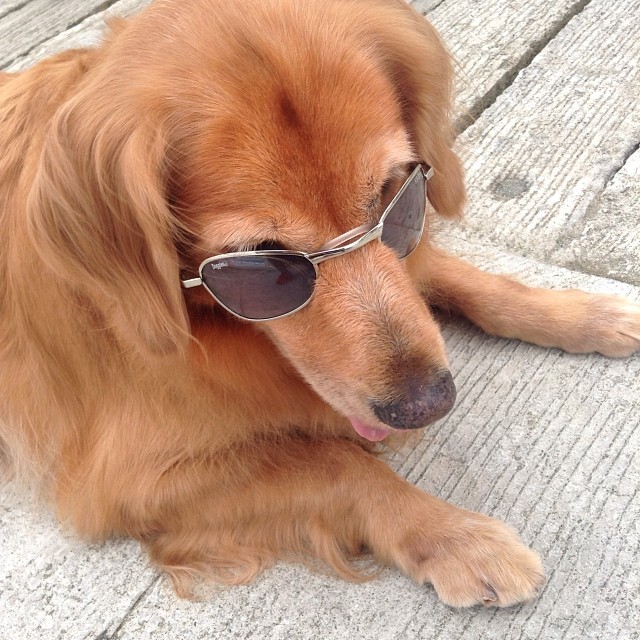 dog wearing sunglasses laying on pavement in sunlight