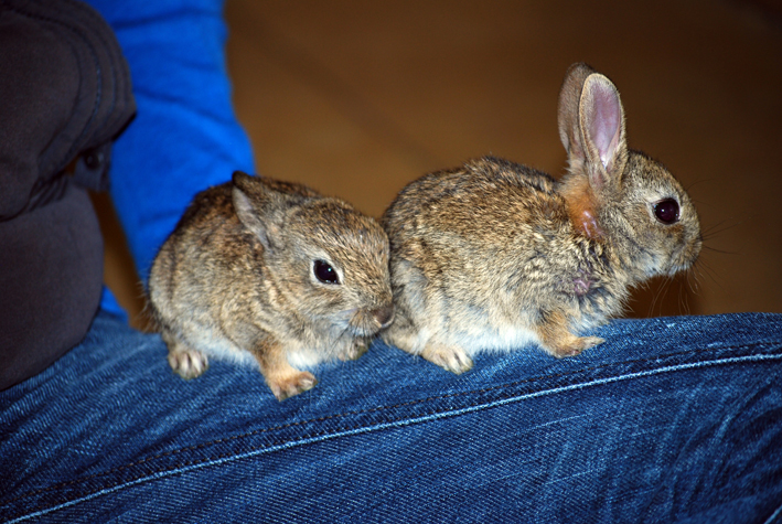 two rabbits sit next to each other on jeans
