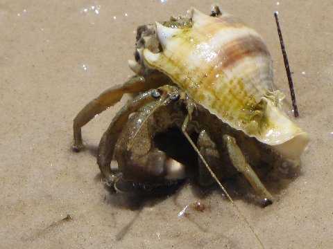 a shellfish and crab are sitting on the sand