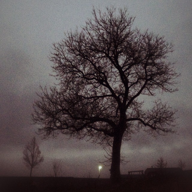 a lone tree on a cloudy evening