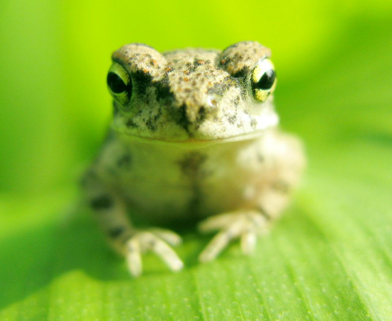 small frog with very big eyes sitting on top of a leaf