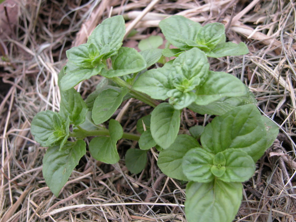 a plant that is growing on some dry grass