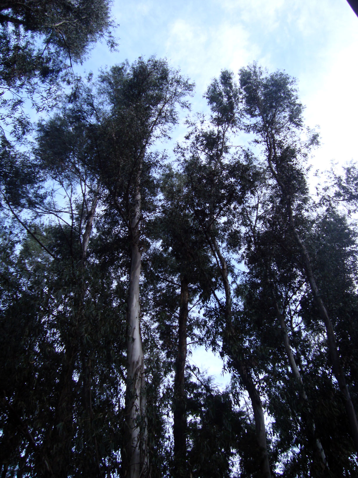 a sky view of several tall trees and blue sky