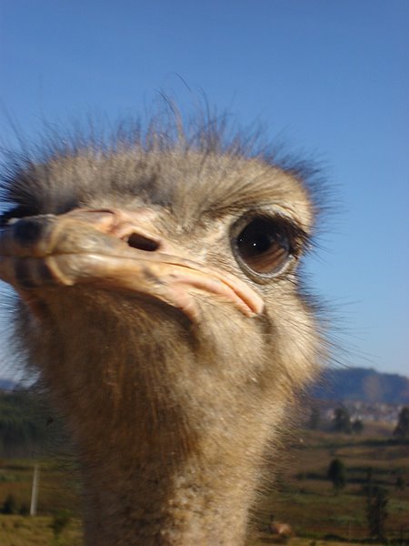 an ostrich looks into the camera while standing in a field