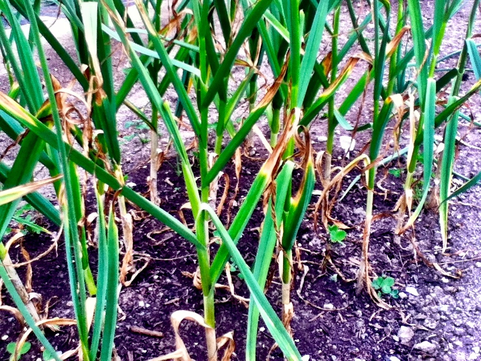 closeup s of young green plants in dirt