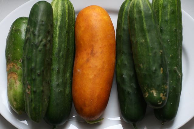 three uncut cucumbers, a cucumber and a carrot, are on a white plate