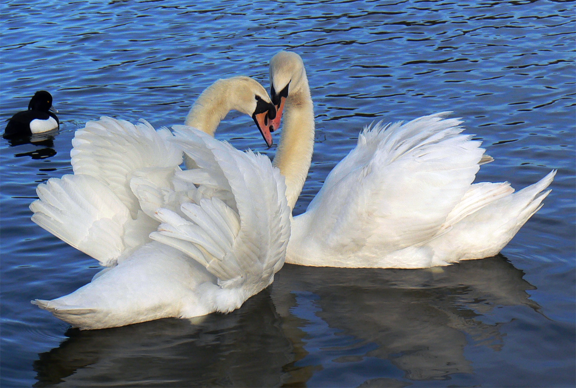 two white swans with their wings outstretched on the water