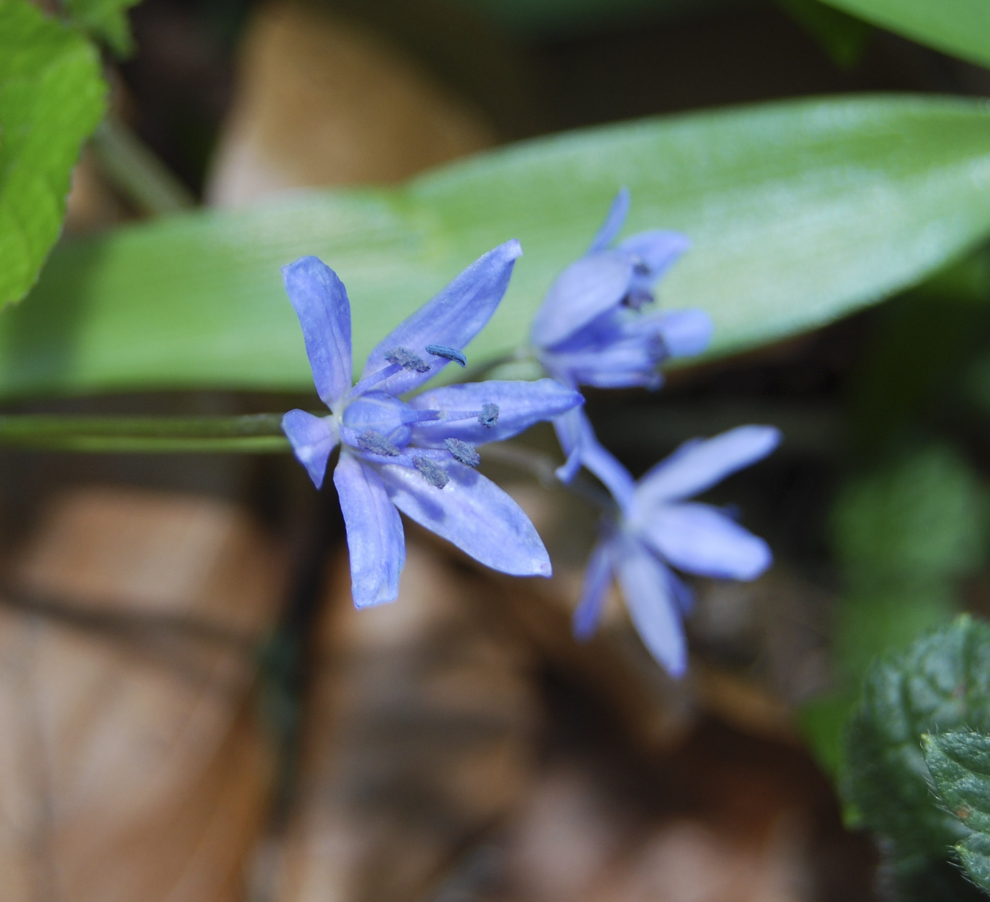 a flower with blue petals is shown near leaves