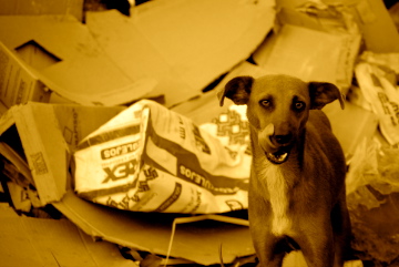 a dog standing in the trash holding soing up to its mouth