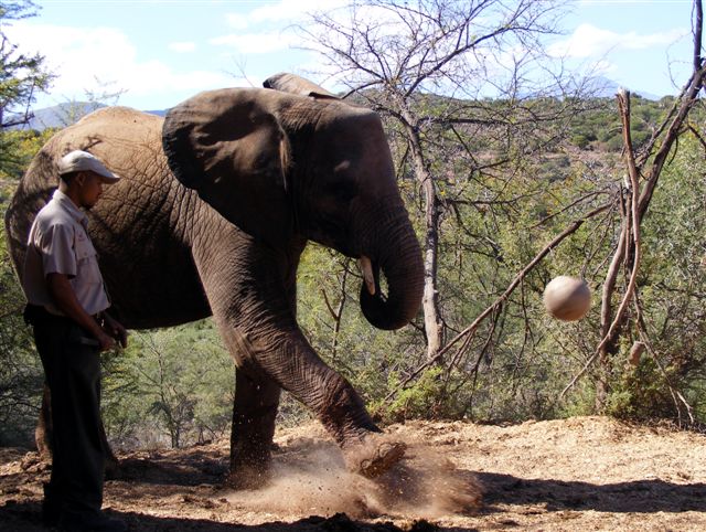 a man and a elephant are playing outside