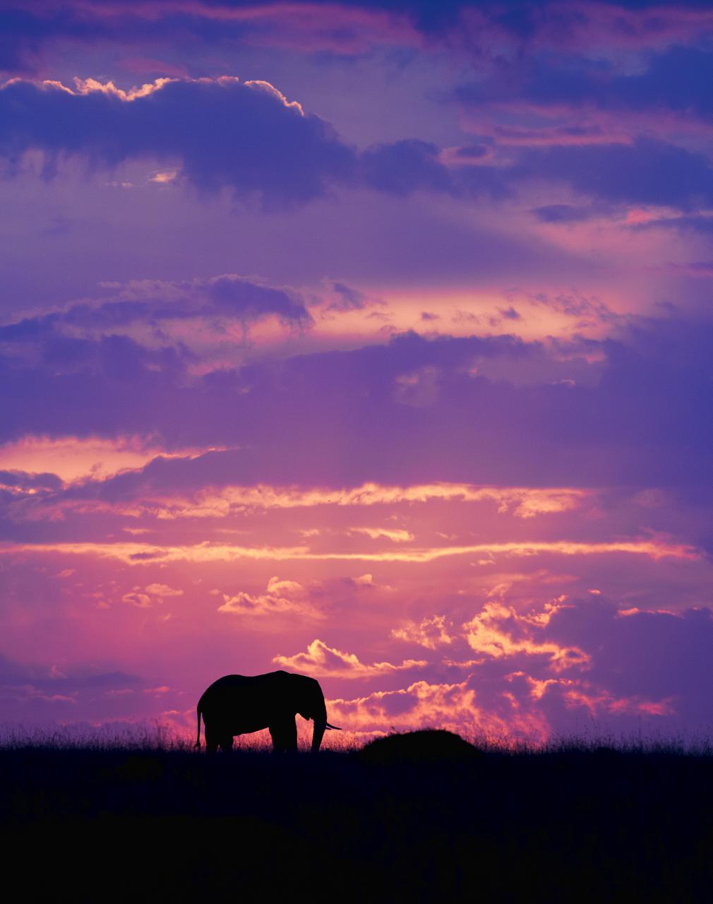 a cow grazes under a setting sun on a hill