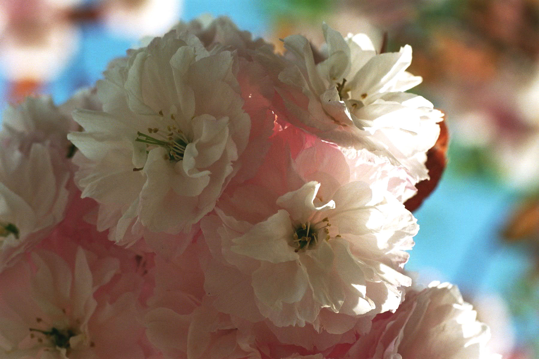 a close up of some white and pink flowers