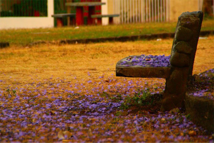 an old bench sitting in a field full of purple flowers