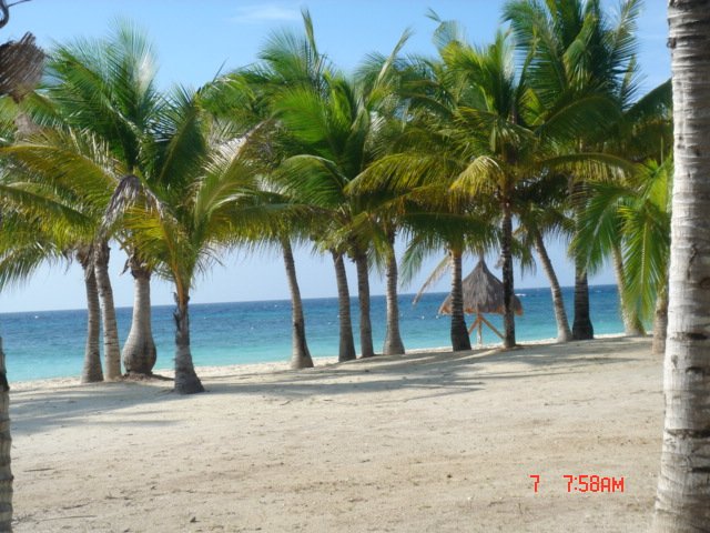 palm trees line the shore of a tropical beach