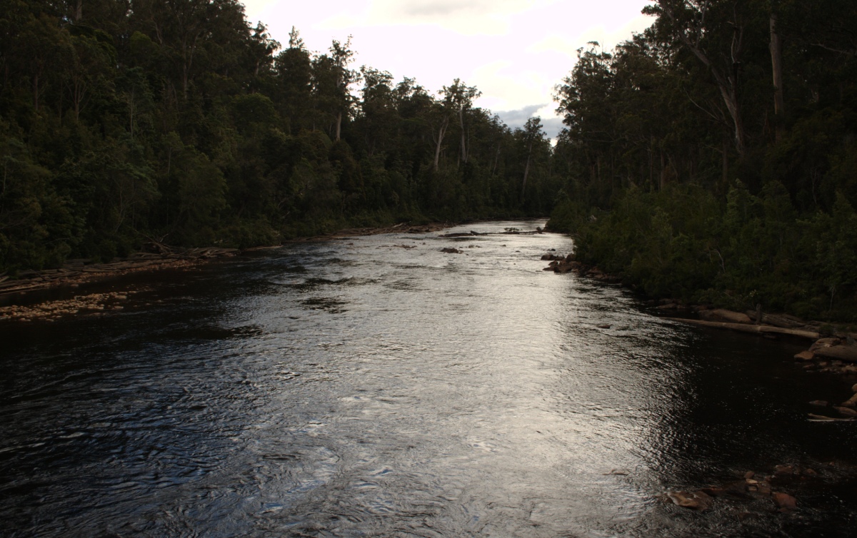 the river runs by many different trees