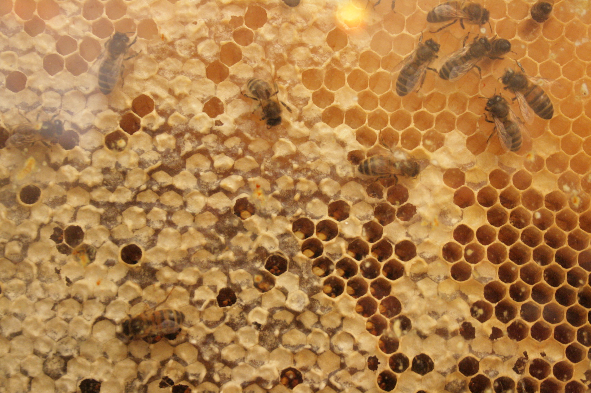 bees are seen growing on honey combs in this picture