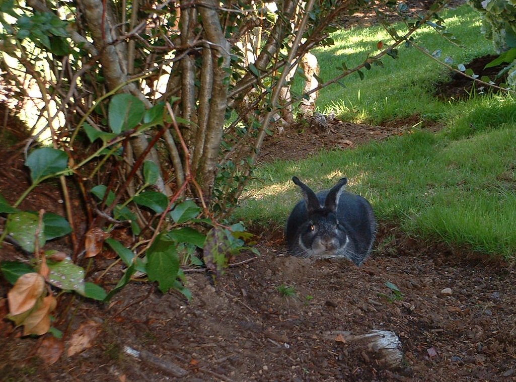 a black rabbit sitting underneath a tree in the grass