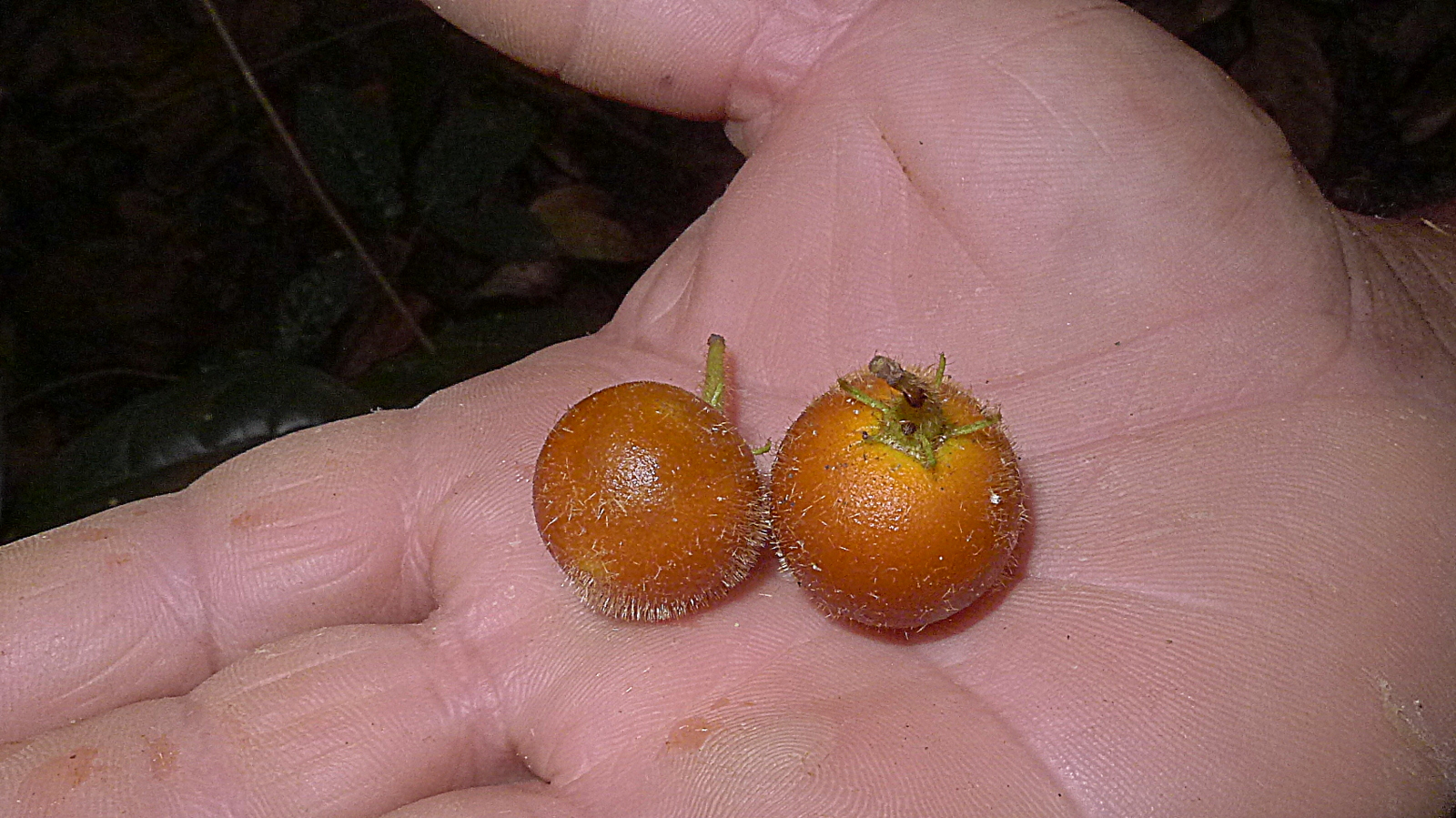 a pair of fruits that are on someone's hand